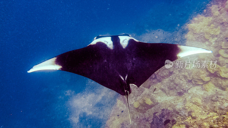 罕见的水下近距离接触濒危物种海洋蝠鲼(Manta birostris)